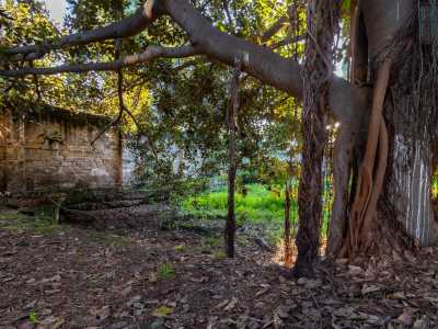 ...tra i quali svetta un rigoglioso Ficus macrophylla, conosciuto come �albero strangolatore� poich� propaga le sue radici attorno al tronco